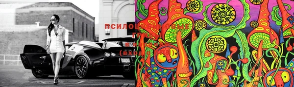 прущие грибы Медвежьегорск